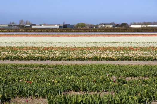 Dutch bulb field with colorful tulips on sunny day