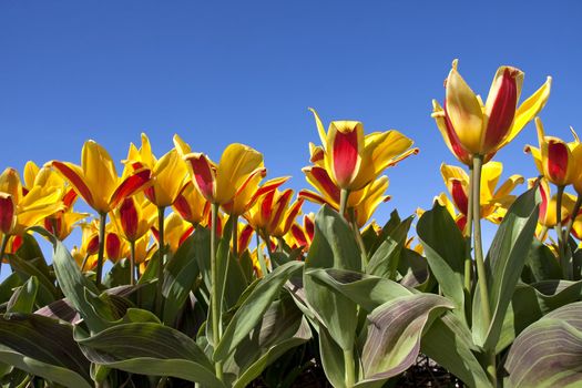 Closeup of beautiful Dutch tulips in bulb field against blue sky
