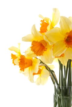 Yellow with orange daffodil flowers over white background