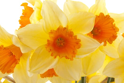 Yellow with orange daffodil flowers in closeup over white background