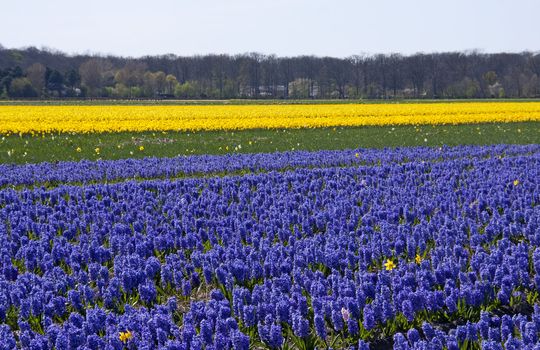 Dutch bulb field with purple hyacinth flowers
