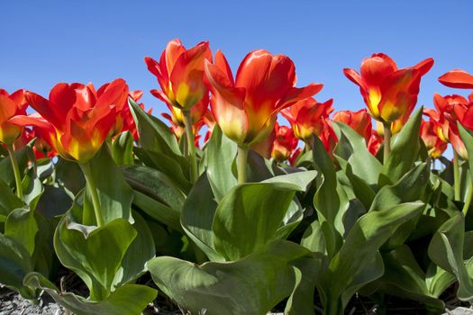 beautiful red Dutch tulips in closeup against blue sky