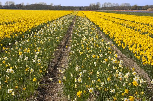 Dutch bulb field with daffodil flowers