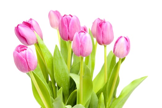 Pink Dutch tulips in closeup over white background