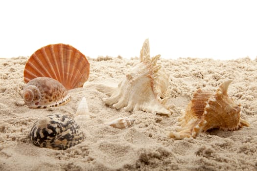 sea shells on the bach over white background