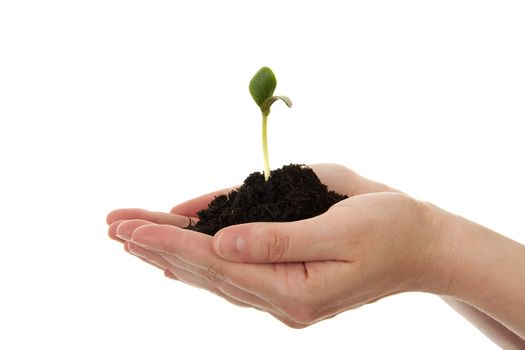 Woman hand is holding Pile of black garden soil with young plant for new life over white background