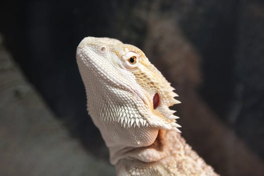 portrait of a bearded dragon reptile in closeup