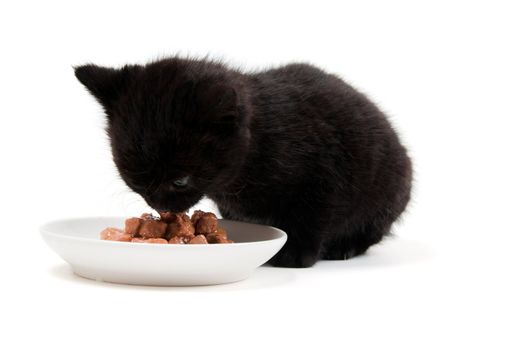Shot of eating cute black kitten isolated on white