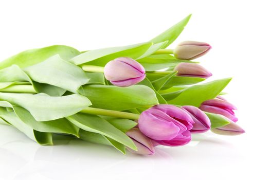 Bouquet of pink Dutch tulips over white background