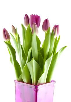 Bouquet of pink Dutch tulips in vase over white background
