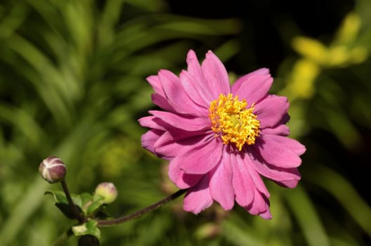 This photo present anemone flower on a blurred background.