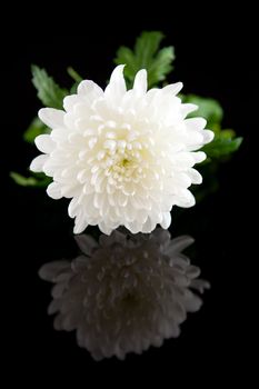 beautiful white Dahlia flower over black background