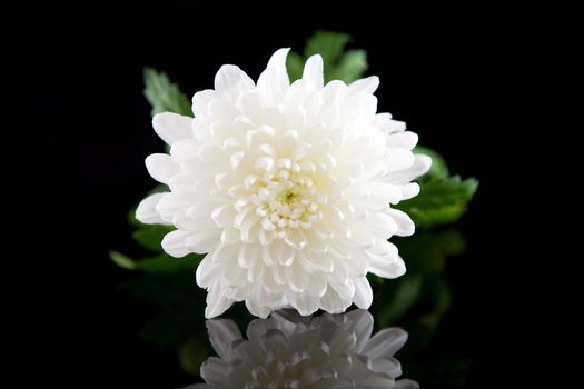 beautiful white Dahlia flower over black background