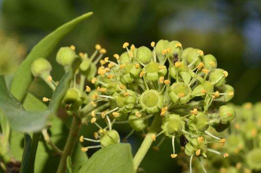 This photo present hedera helix flower on a leaf background.