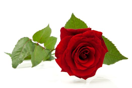 Beautiful red rose in closeup over white background