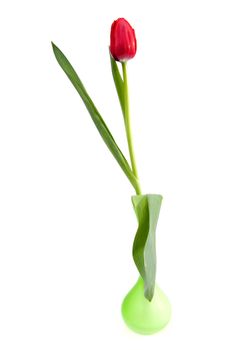One red tulip in green vase over white background
