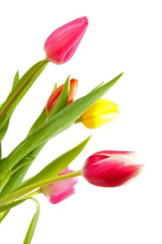 colorful Dutch tulips over white background