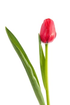 One red tulip in closeup over white background