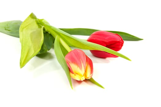 two red tulips in closeup over white background