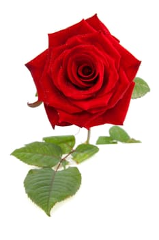 Beautiful red rose in closeup with water drops over white background