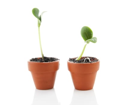 new life: little plant in pot isolated on white background