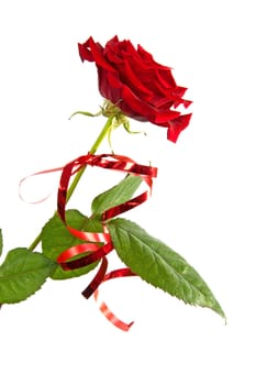 red rose with ribbon over white background