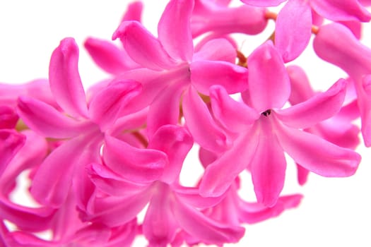 Pink hyacinth flower in closeup over white background