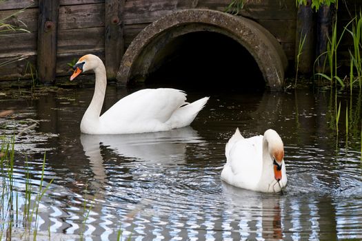 pair of swans swimming in water