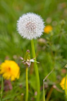 dandelion flower in grass field