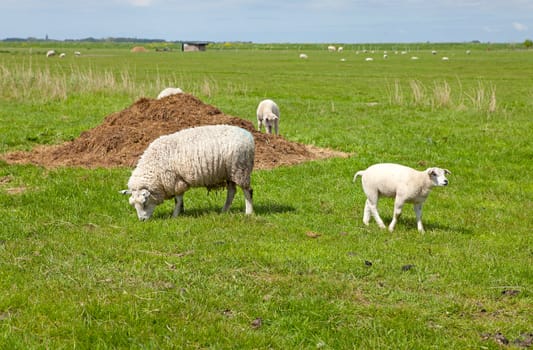 sheep in meadow on sunny day
