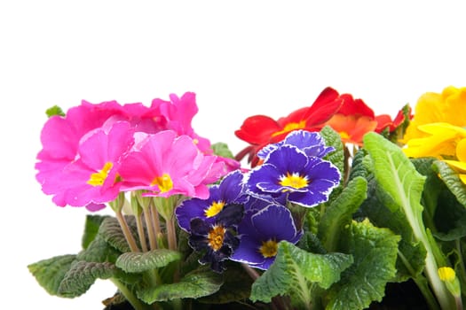 primula flowers in closeup over white background