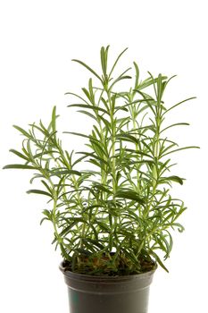 fresh rosemary herb in pot over white background