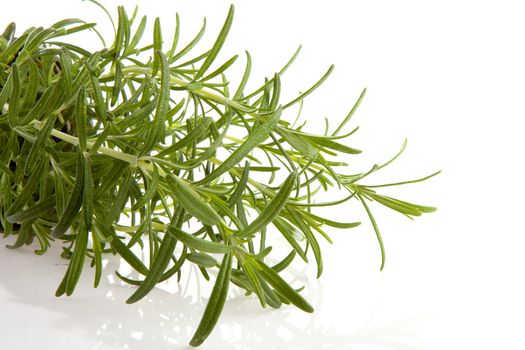 fresh rosemary herb in pot over white background