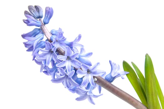 purple hyacinth flower isolated on white background