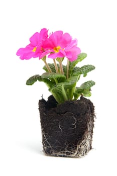pink primula flowers in garden soil over white background