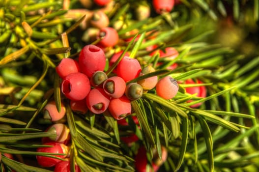 This photo present european Yew twigs with fruit HDRI.