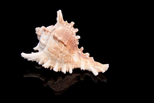 beautiful sea shell isolated on black background