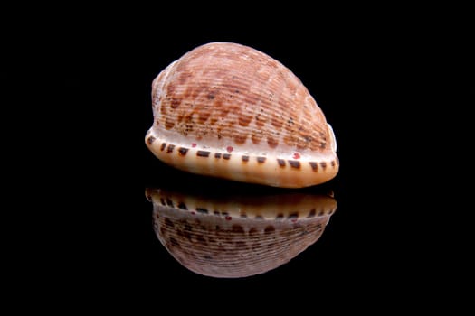 beautiful sea shell isolated on black background