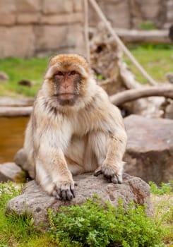 portrait of Barbary ape in nature