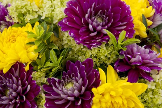 Dahlia flowers in closeup can be used as background