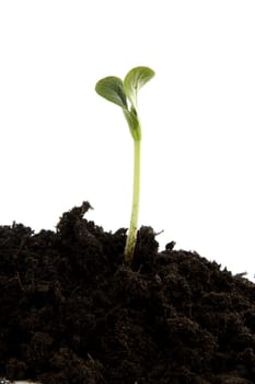 Pile of black garden soil with young plant; new life over white background