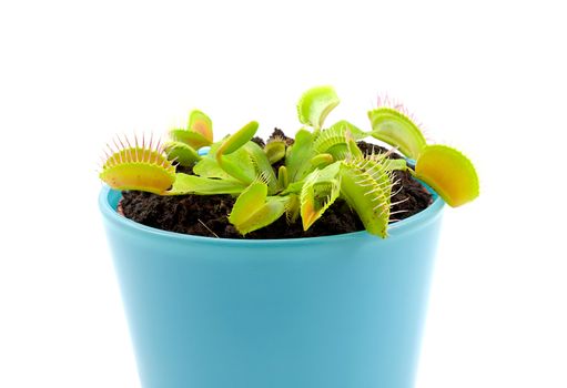 Blue pot with Dionaea, flytrap, isolated on white background