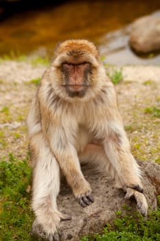 portrait of Barbary ape in closeup