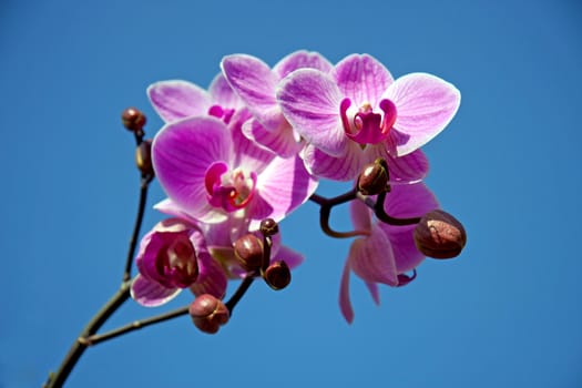 Pink orchid in closeup against blue sky