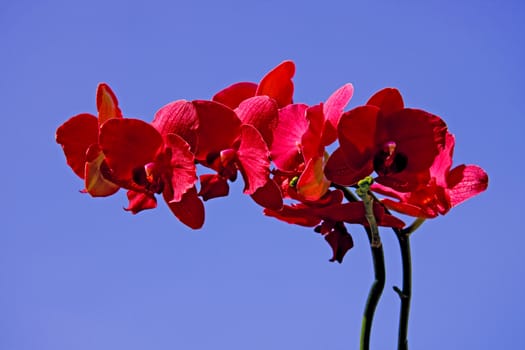 Red orchid in closeup against blue sky