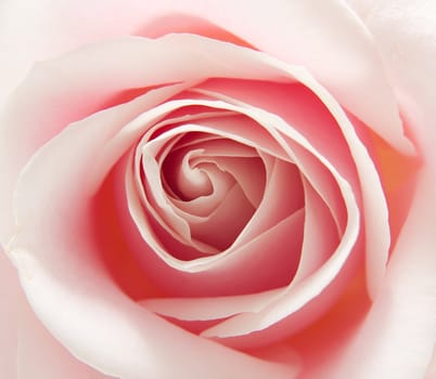 macro of the heart of beautiful pink rose 
