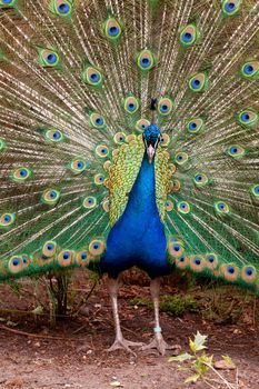 portrait of male peacock bird with beautiful feathers attracting female in closeup