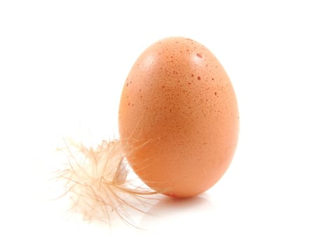 One brown chicken egg with feather duvet over white background