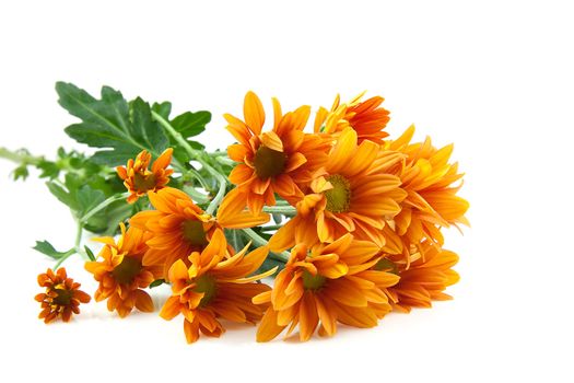 orange Chrysanthemums flower, goldon daisy, over white background