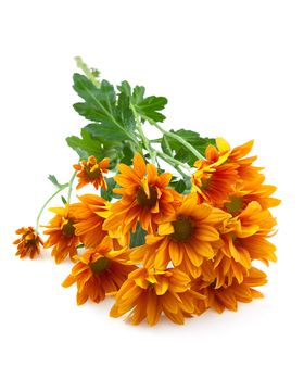 orange Chrysanthemums flower, goldon daisy, over white background